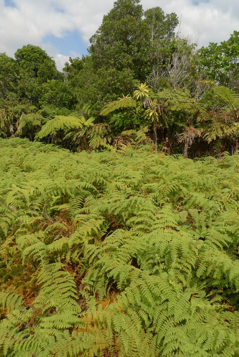 Paesia rugosula