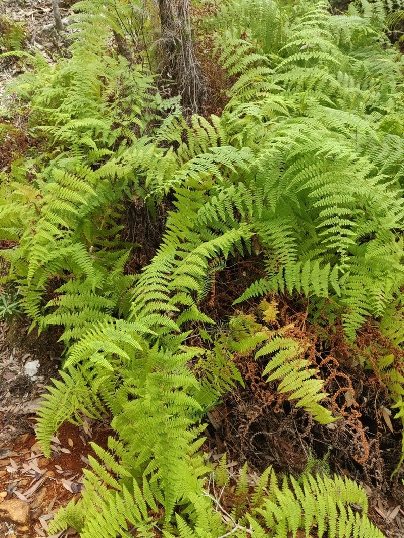 Paesia rugosula photo 2