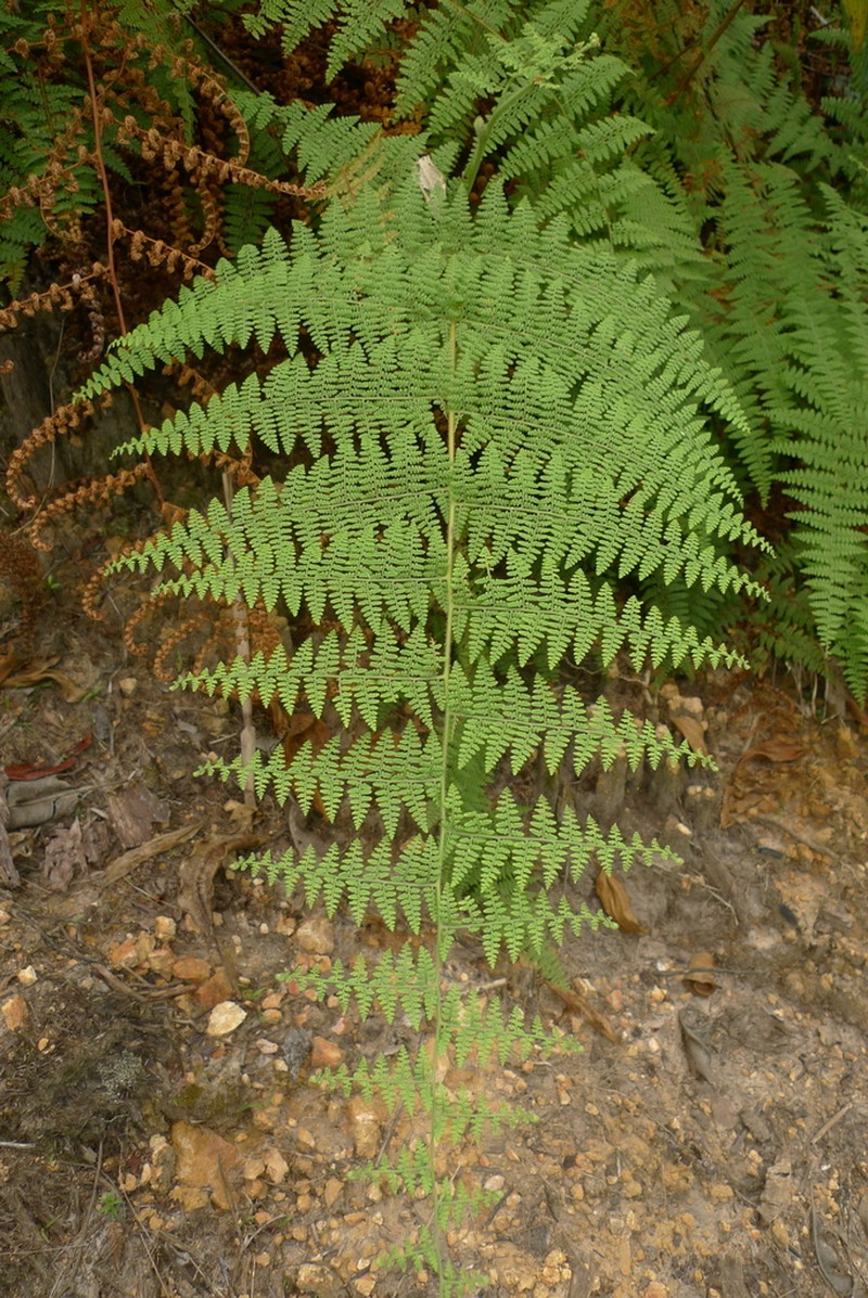 Paesia rugosula photo 4