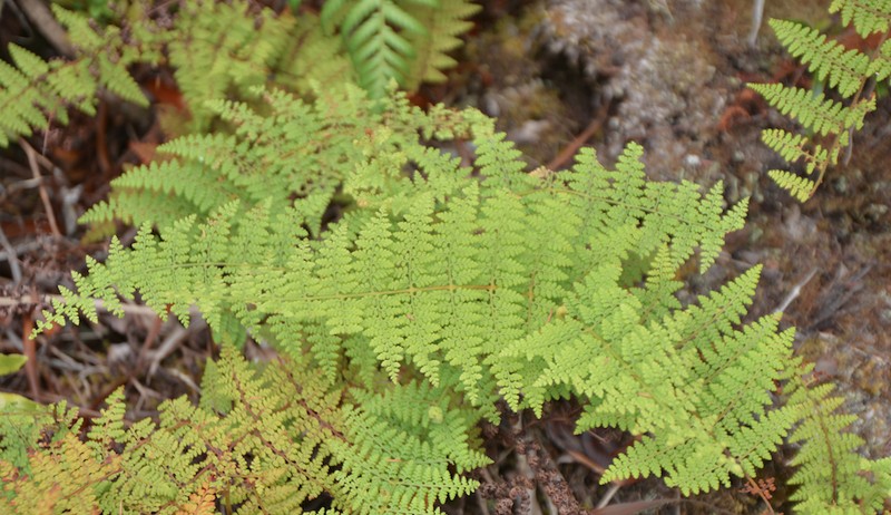 Paesia rugosula photo 5