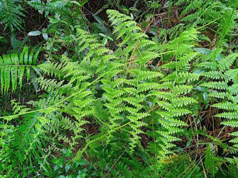 Paesia rugosula photo 6