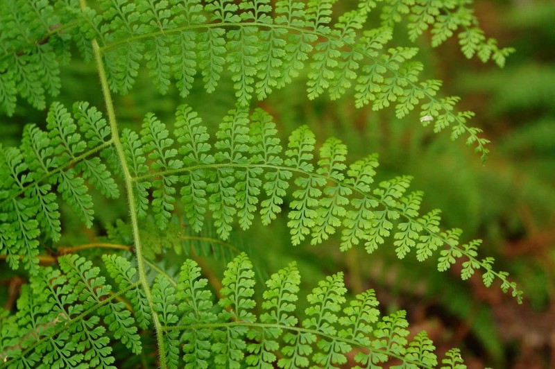 Paesia rugosula photo 7