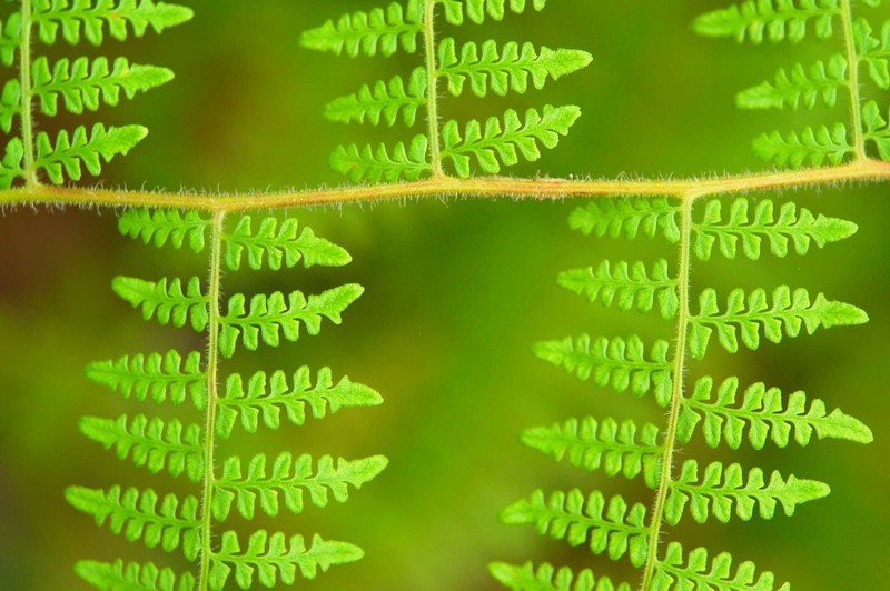 Paesia rugosula photo 8
