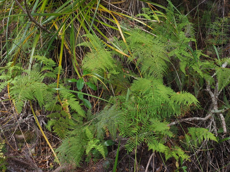 Paesia scaberula