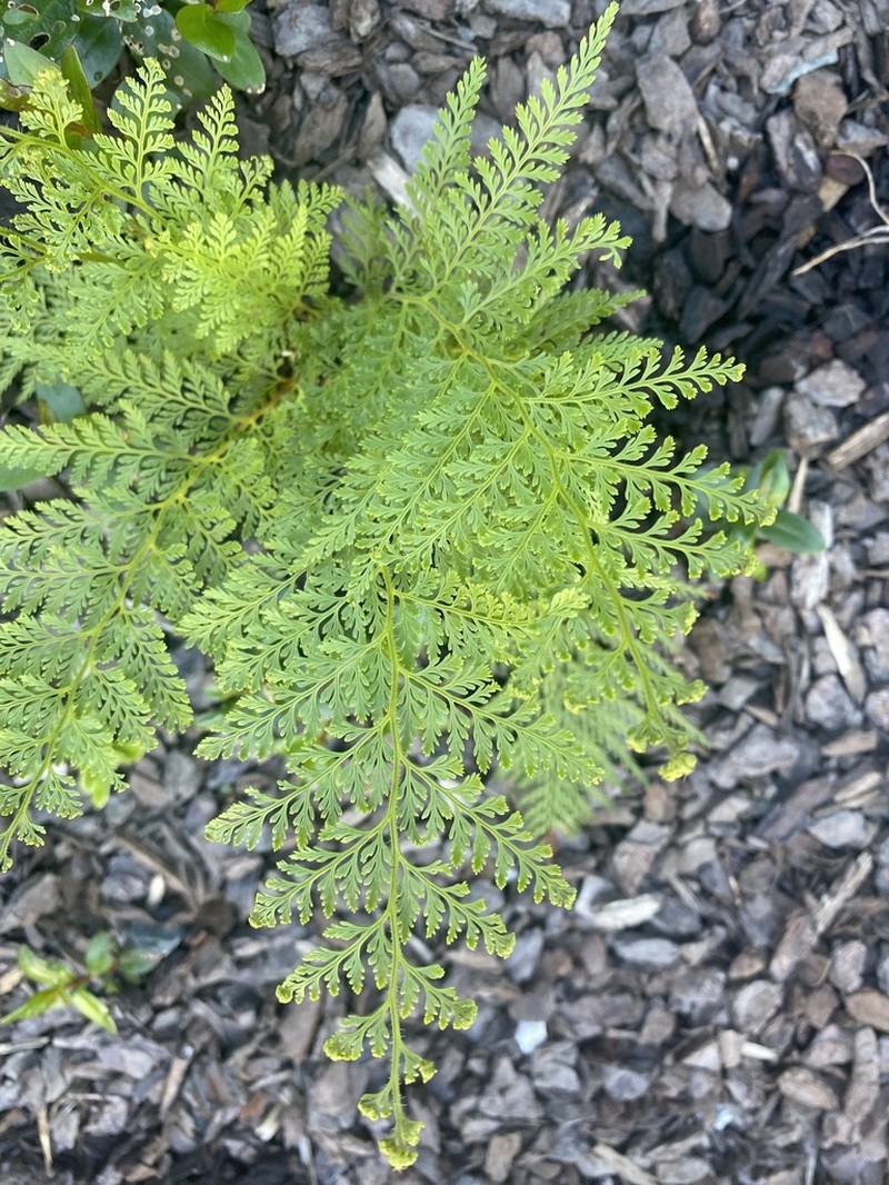 Paesia scaberula photo 2
