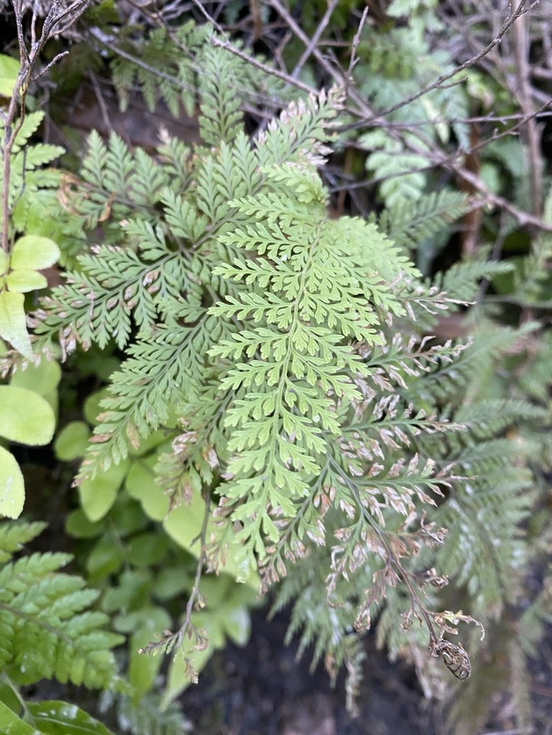 Paesia scaberula photo 5
