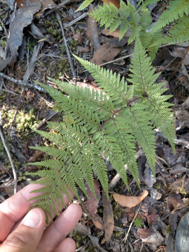 Paesia scaberula photo 7