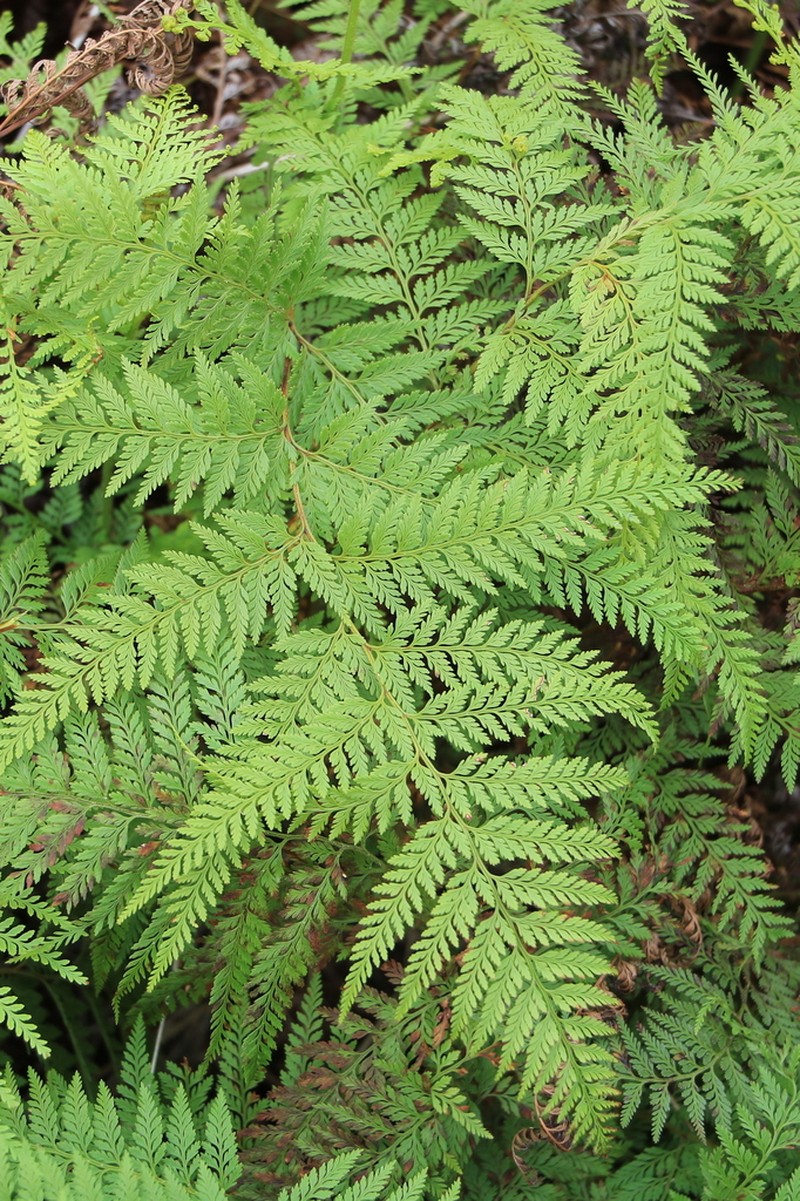 Paesia scaberula photo 8