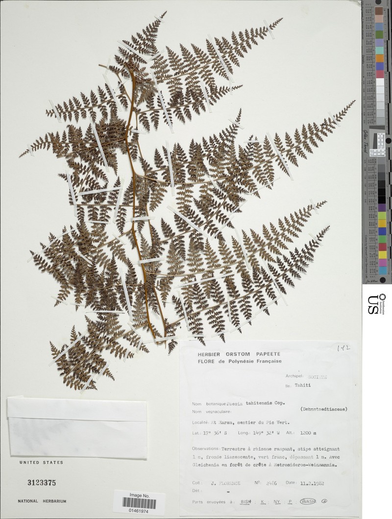 Paesia tahitensis