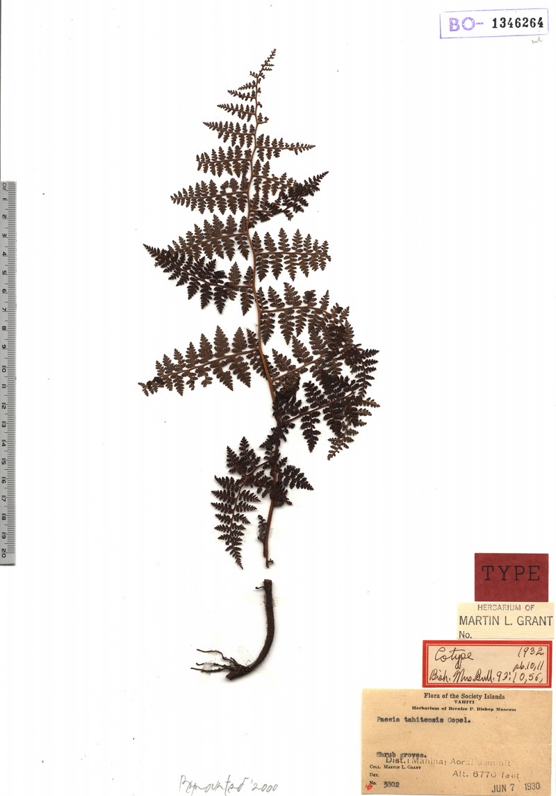 Paesia tahitensis photo 2