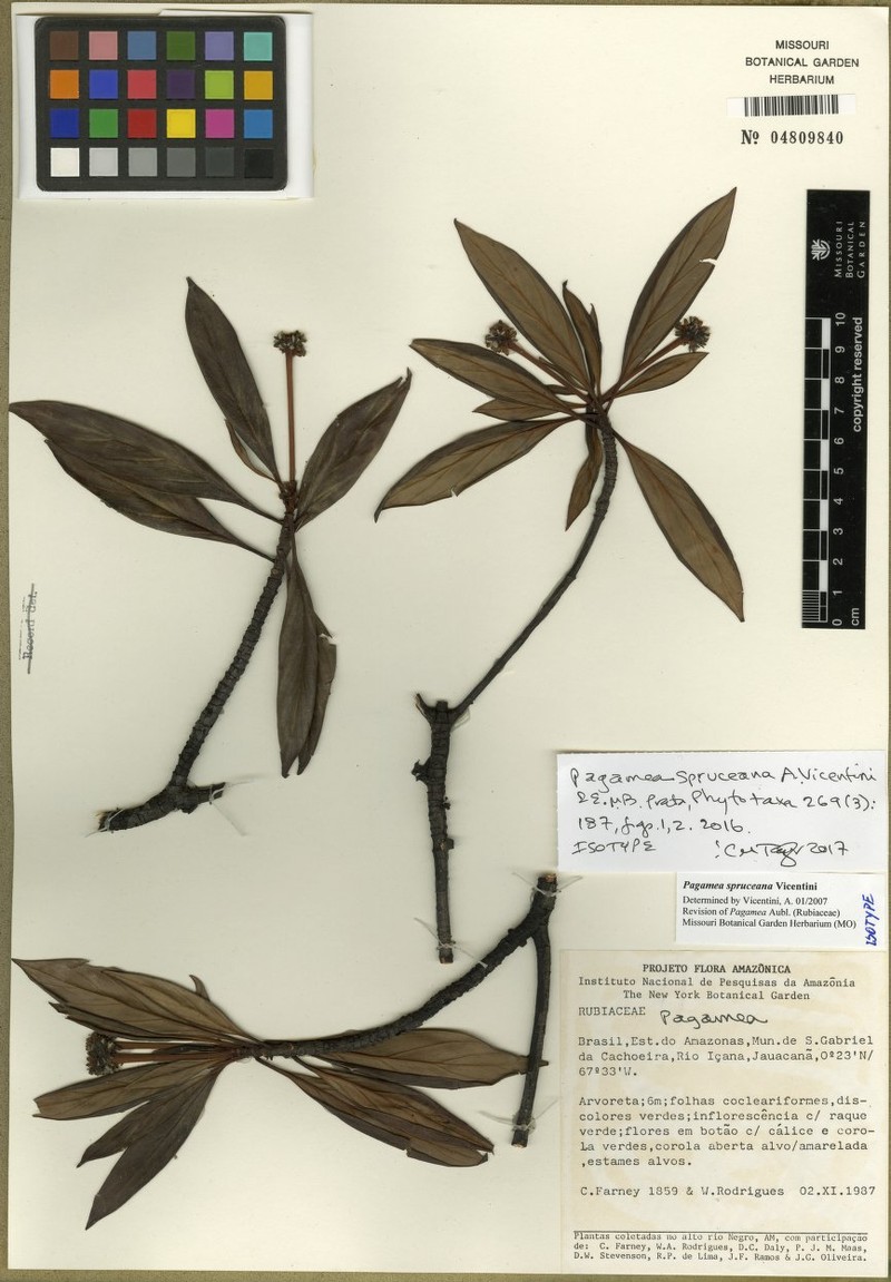 Pagamea spruceana