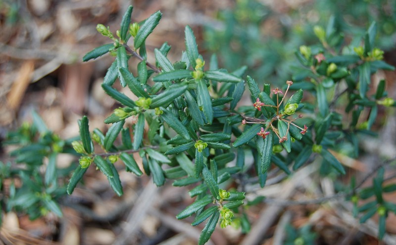 Canby's Mountain-Lover