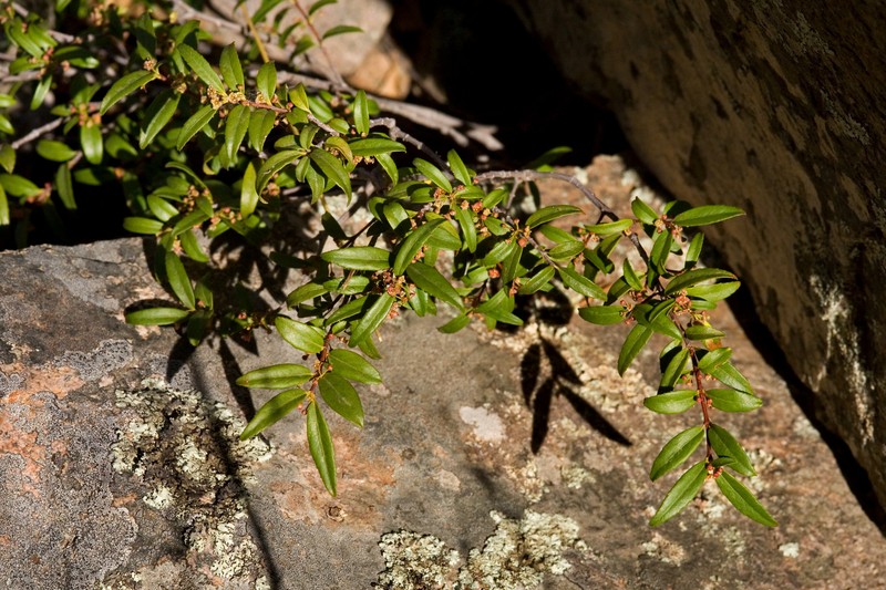 Oregon Boxleaf
