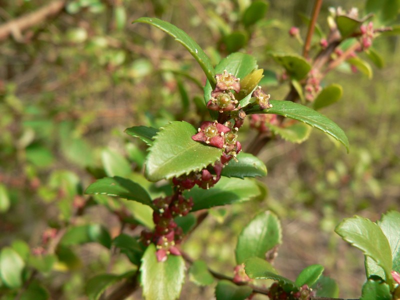 Oregon Boxleaf photo 2