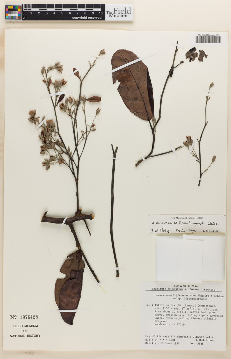 Pakaraimaea dipterocarpacea subsp. dipterocarpacea