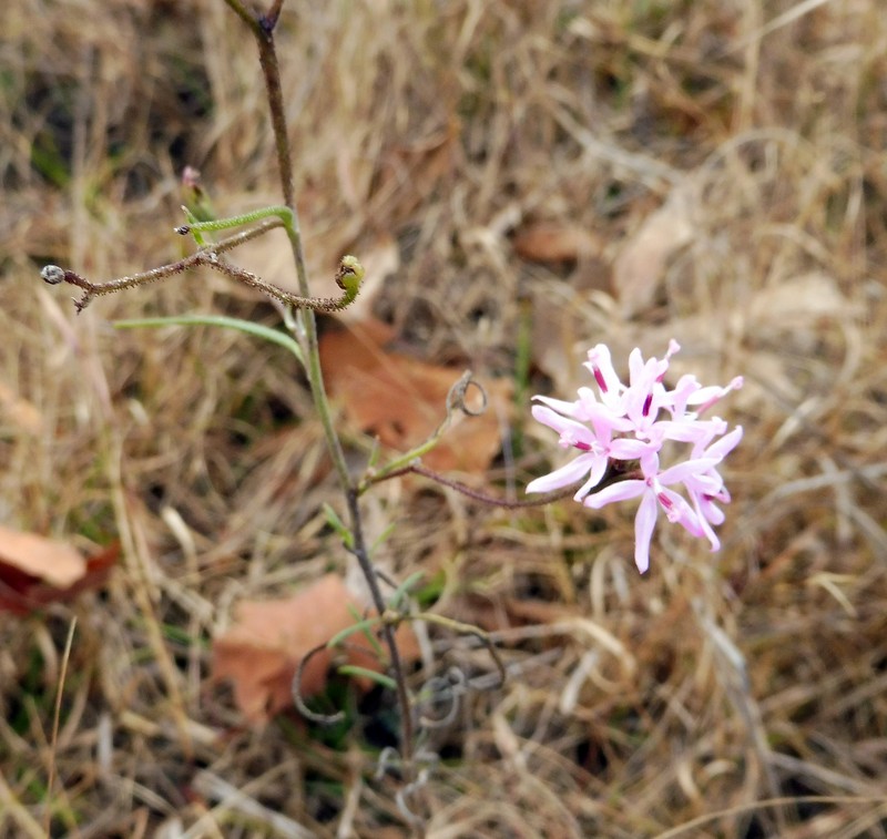 Small Palafox photo 2