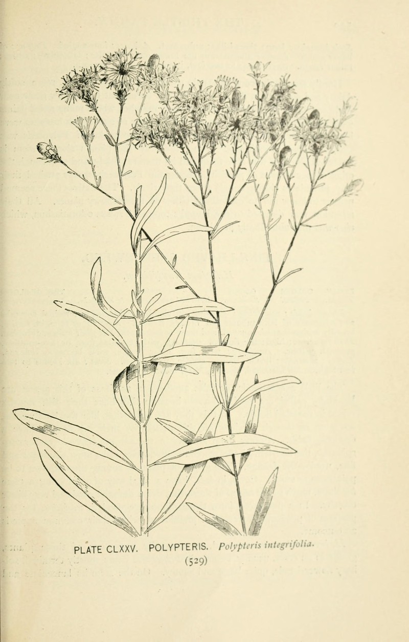 Coastal Plain Palafox photo 5