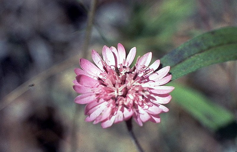 Rosy Palafox photo 2