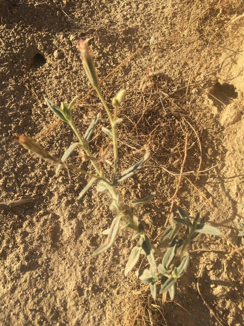 Desert Palafox photo 4