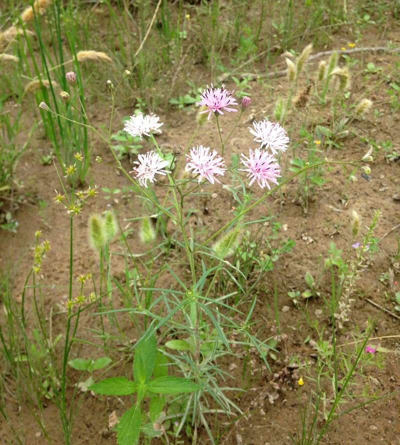 Small Palafox