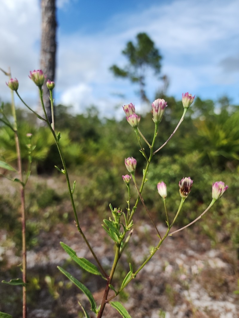Coastal Plain Palafox photo 8