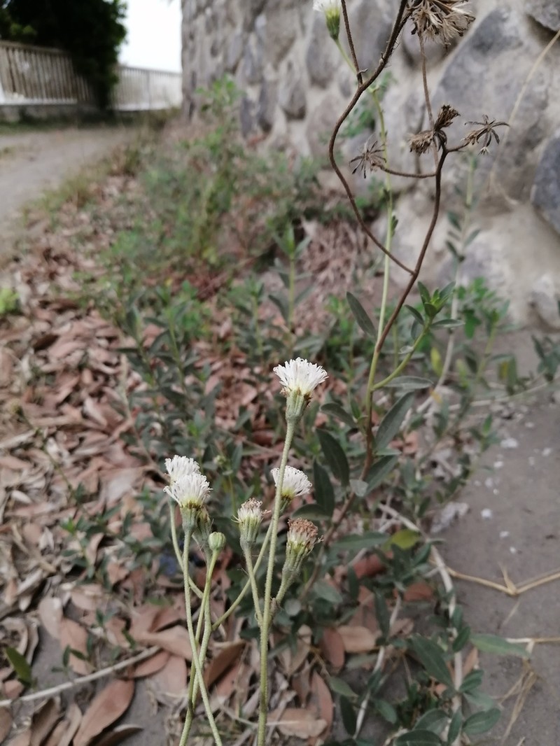 Palafoxia lindenii