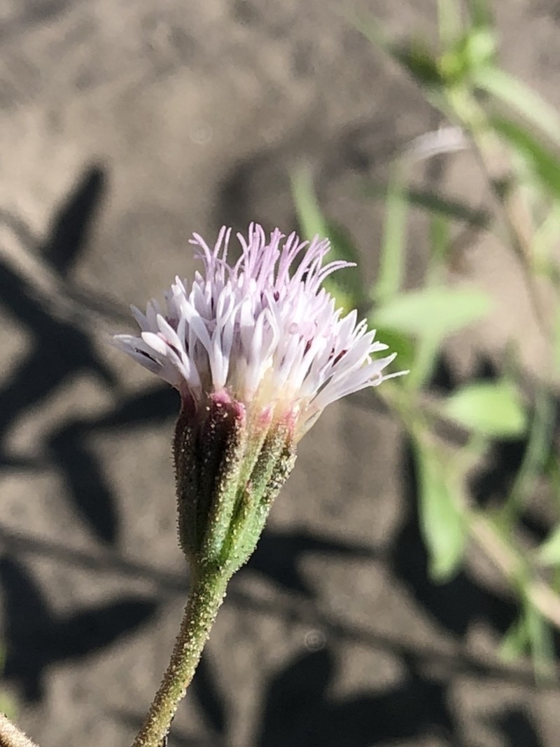 Palafoxia lindenii photo 2