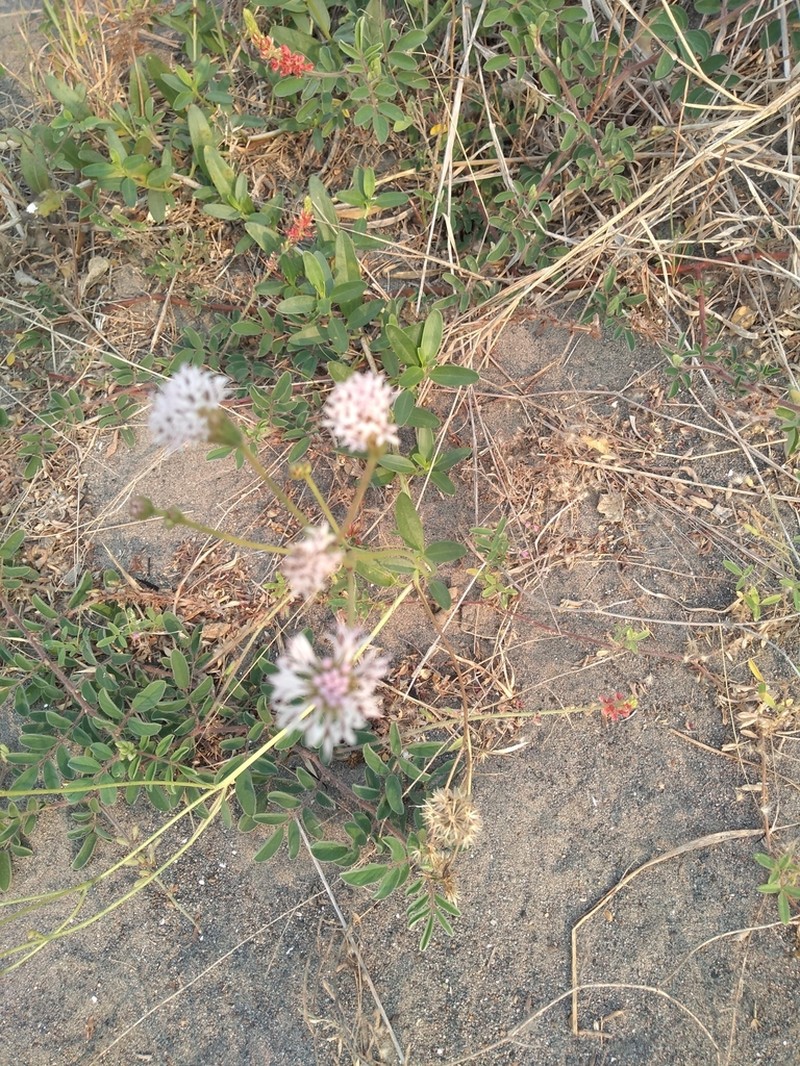 Palafoxia lindenii photo 3