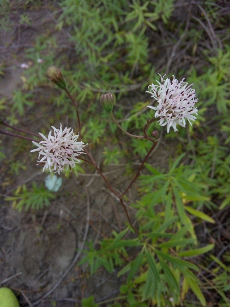 Palafoxia lindenii photo 4