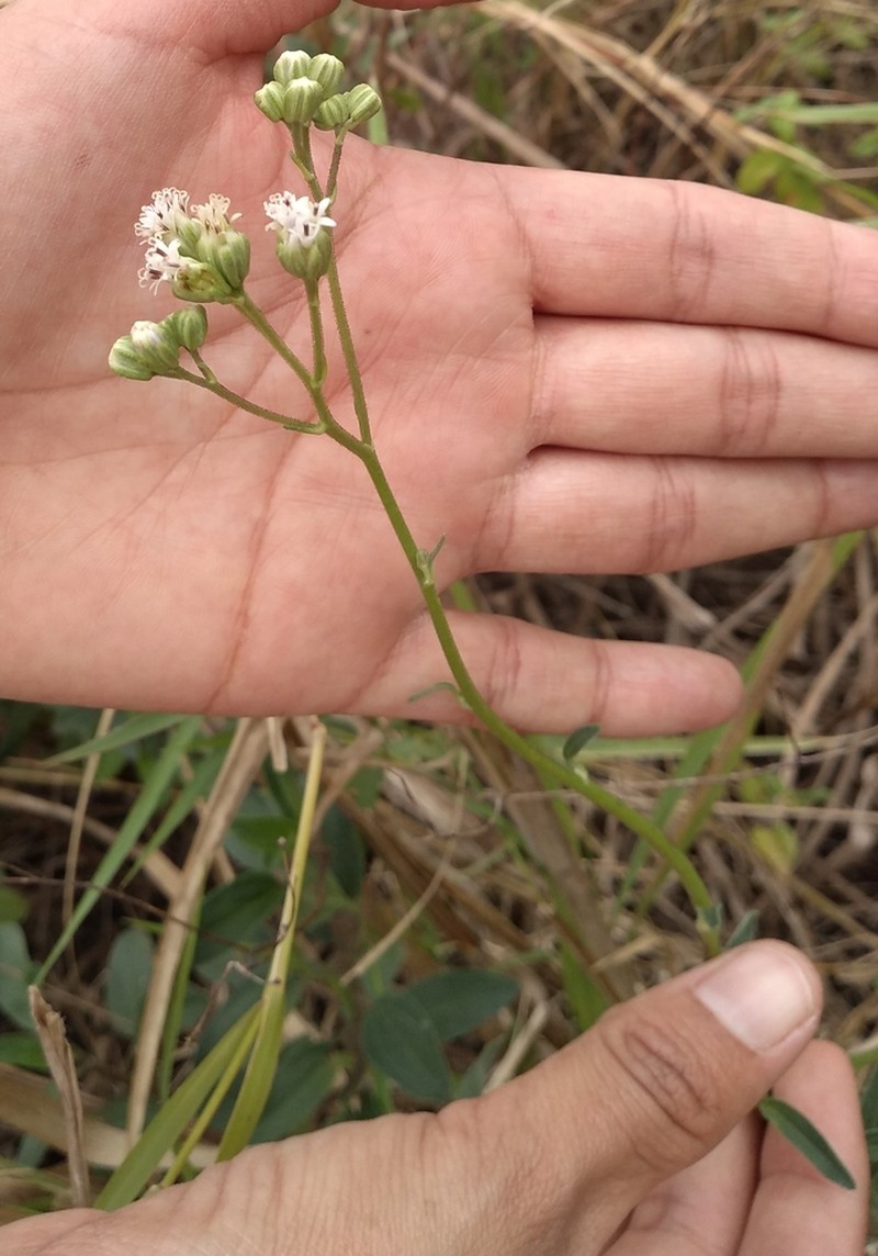 Palafoxia lindenii photo 5