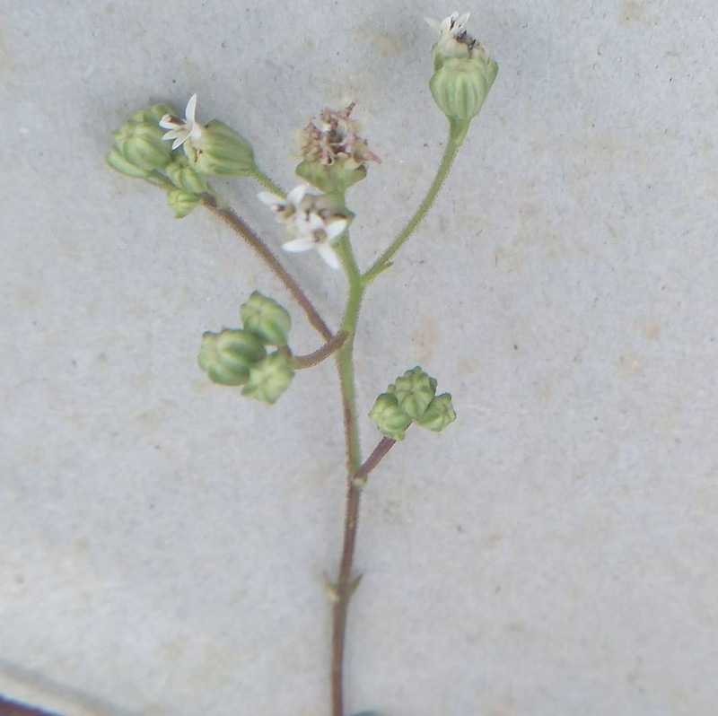 Palafoxia lindenii photo 6