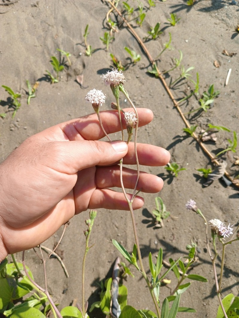 Palafoxia lindenii photo 8
