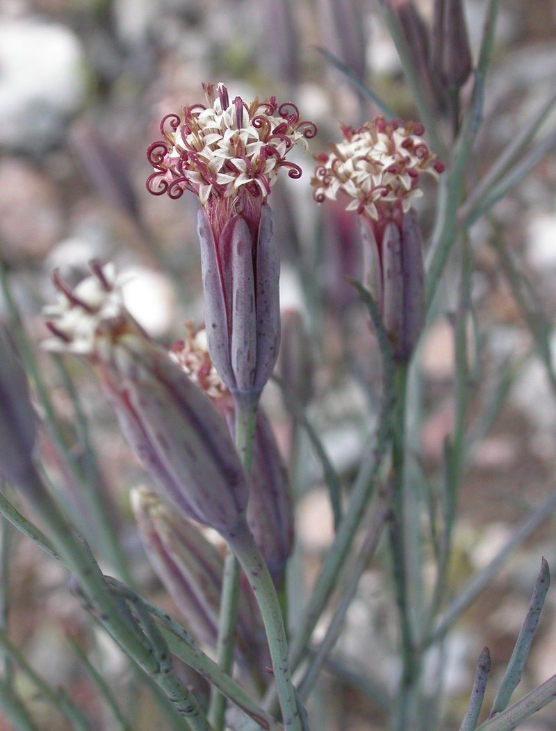 Palafoia linearis