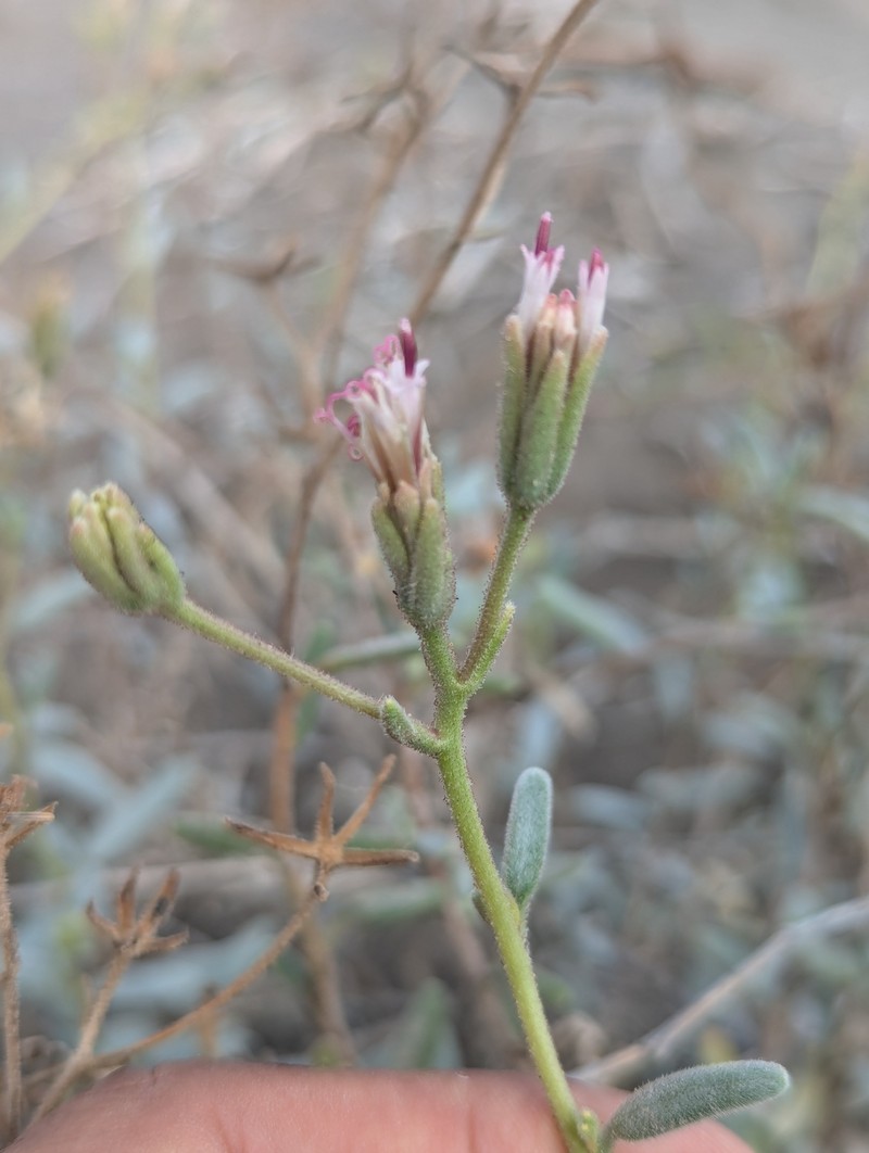 Palafoxia linearis var. linearis
