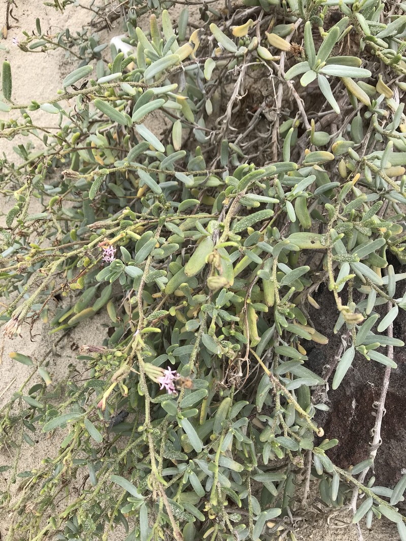 Palafoxia linearis var. linearis photo 2
