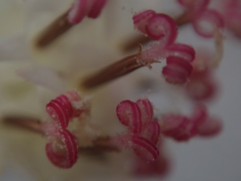 Palafoxia linearis var. linearis photo 3