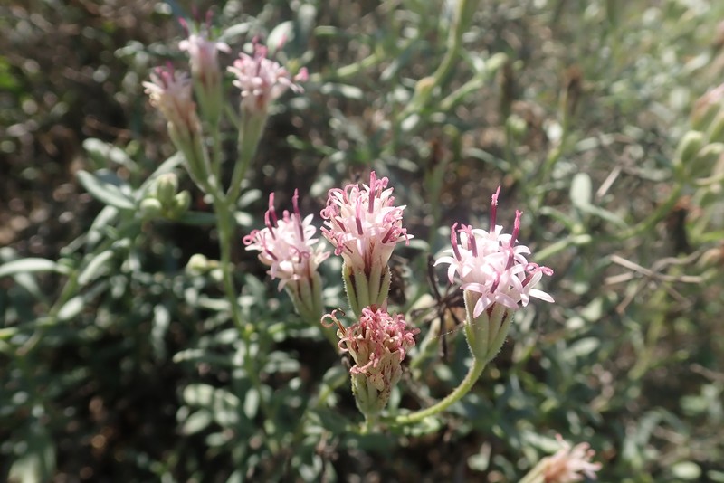 Palafoxia linearis var. linearis photo 4