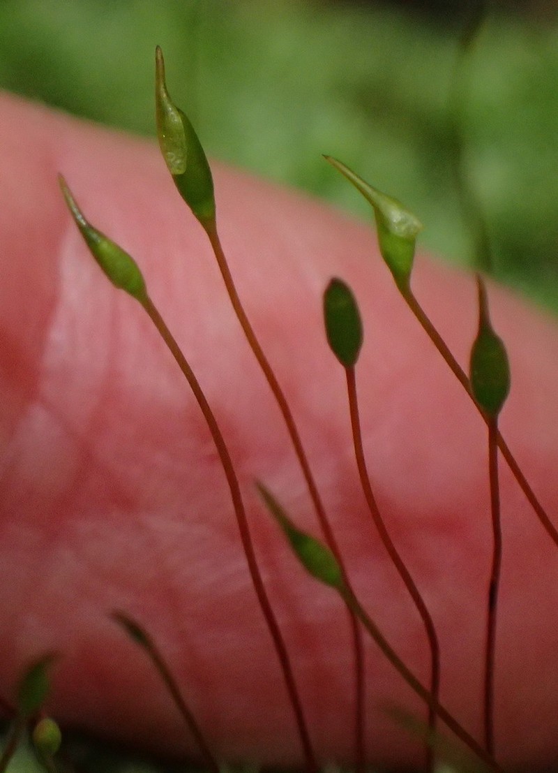 Palamocladium Moss