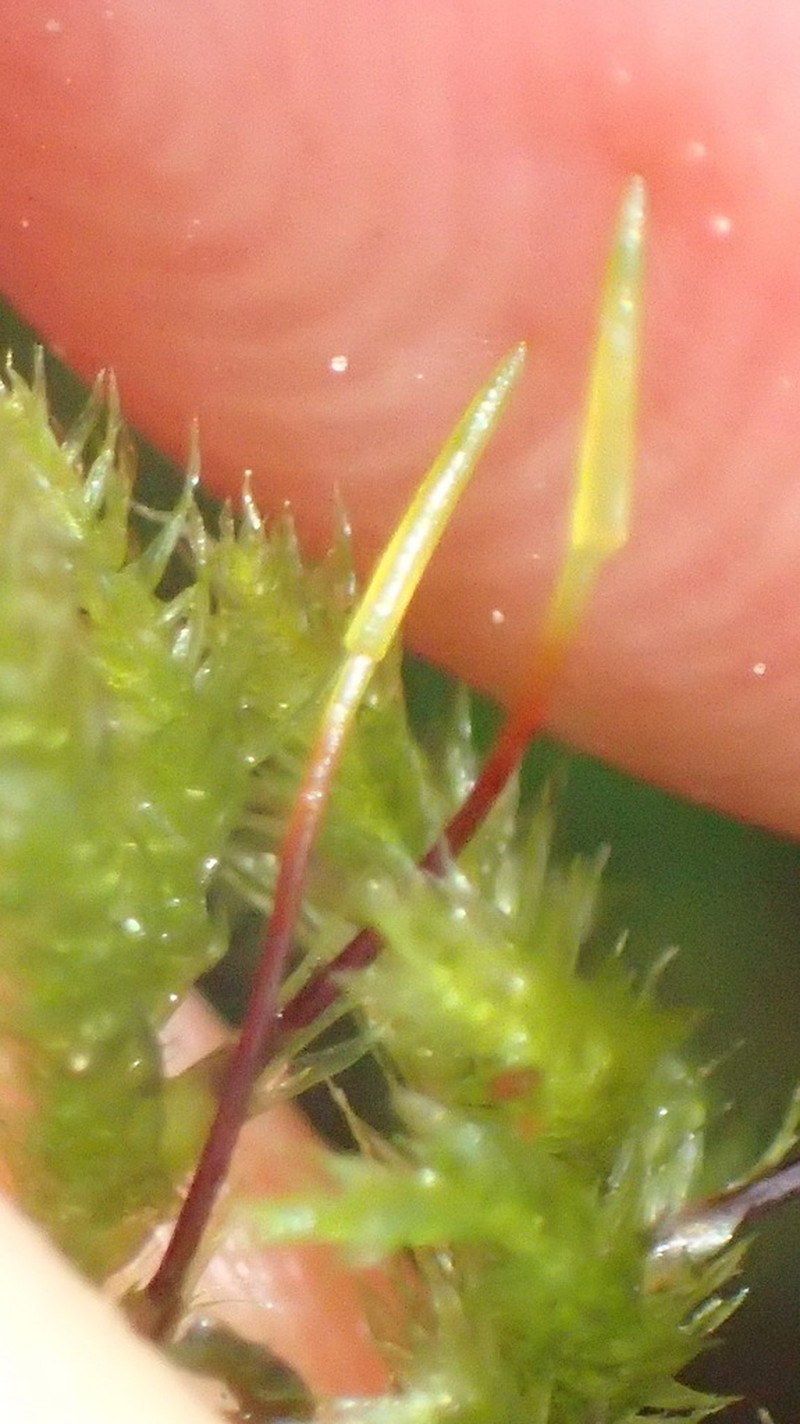 Palamocladium Moss photo 2