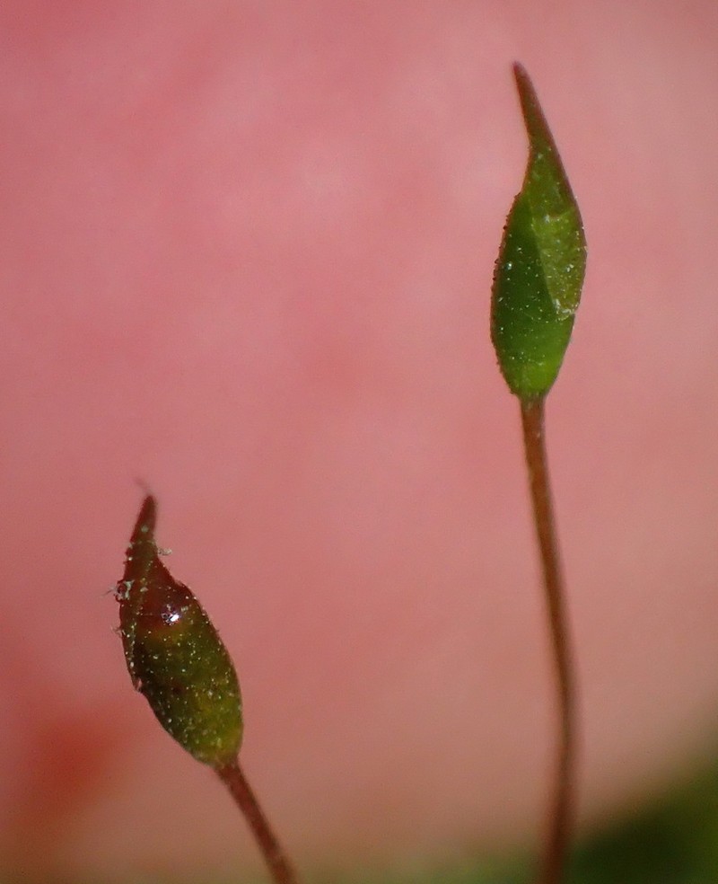 Palamocladium Moss photo 3