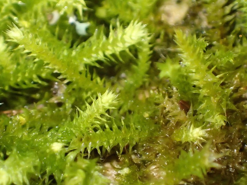 Palamocladium Moss photo 4