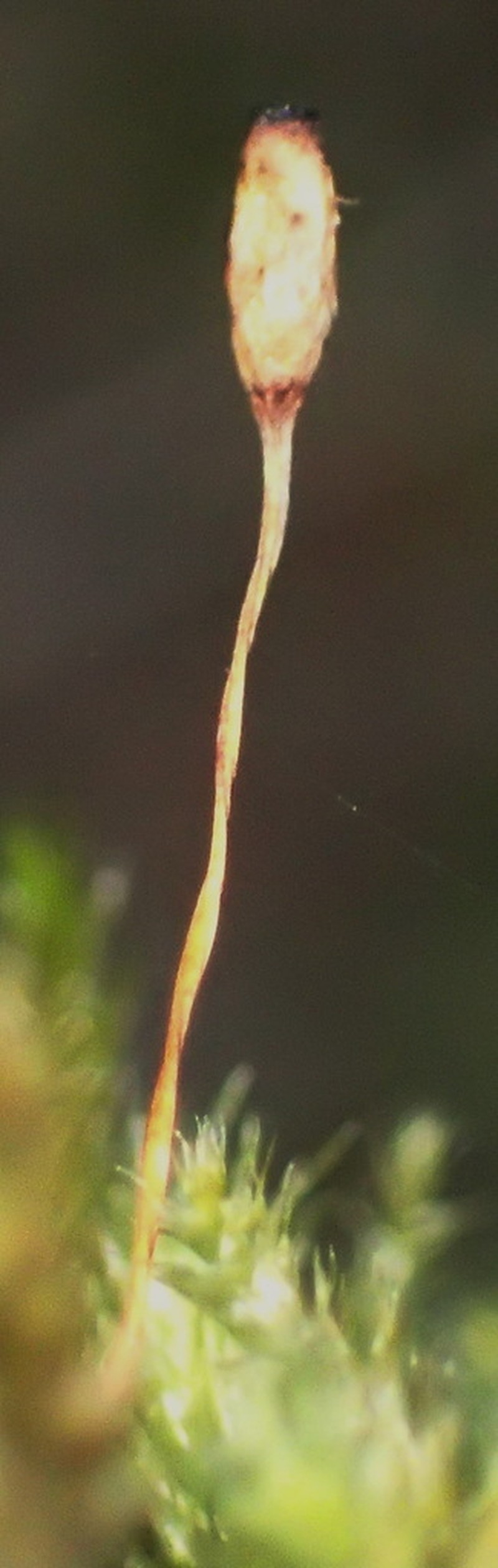 Palamocladium Moss photo 5