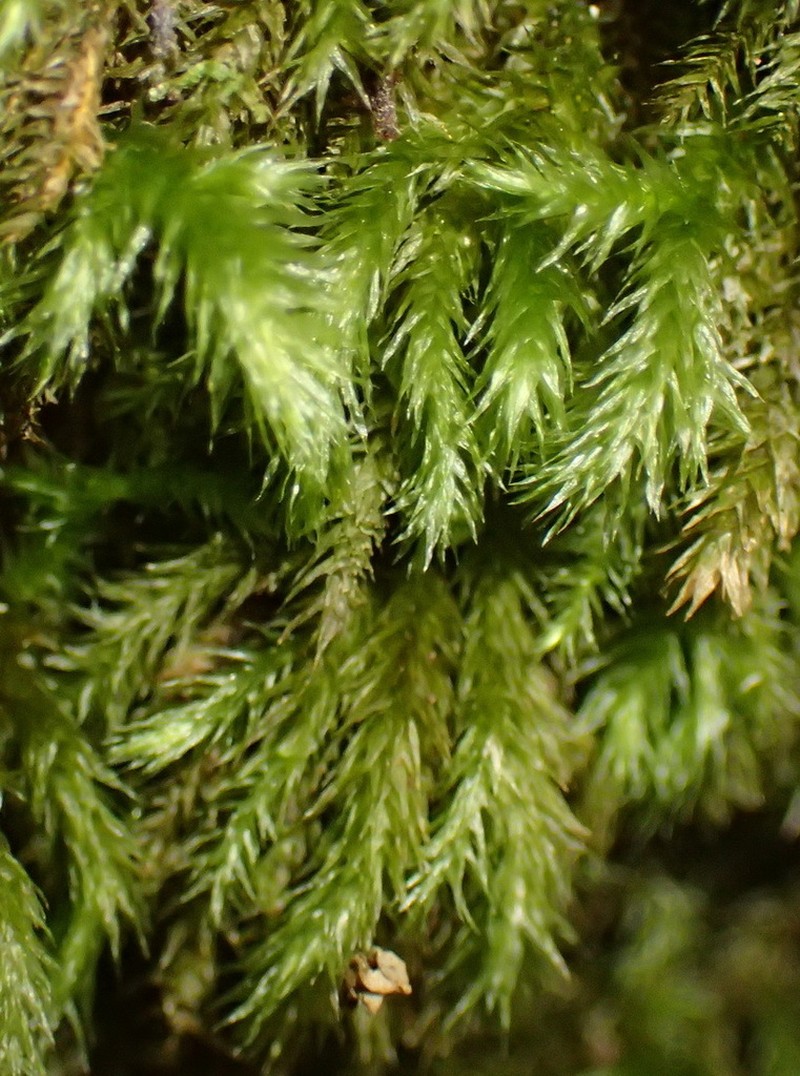 Palamocladium Moss photo 6