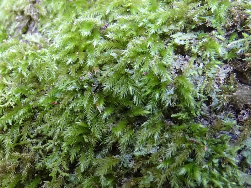 Palamocladium Moss photo 7