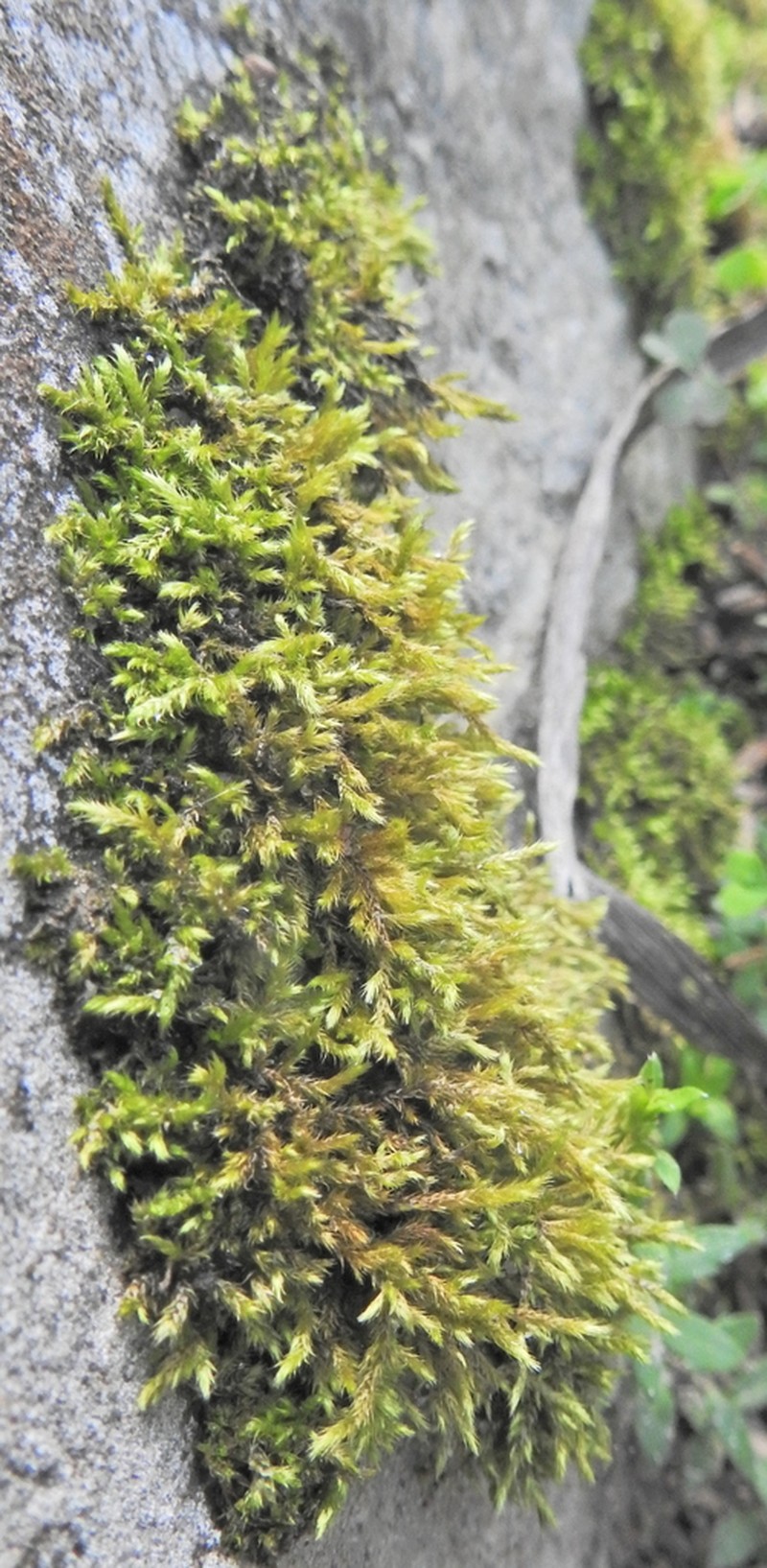 Palamocladium Moss photo 8