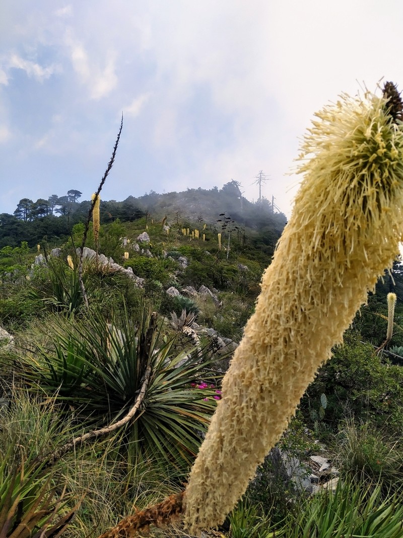 Paleoagave bracteosa