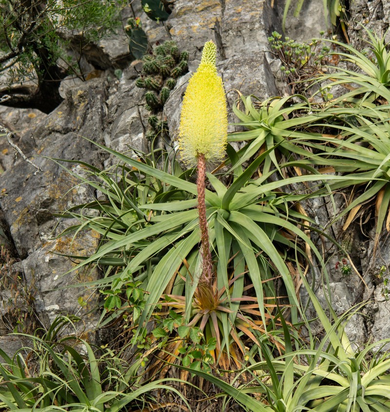 Paleoagave bracteosa photo 2