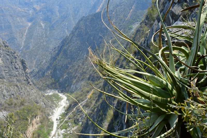 Paleoagave bracteosa photo 3