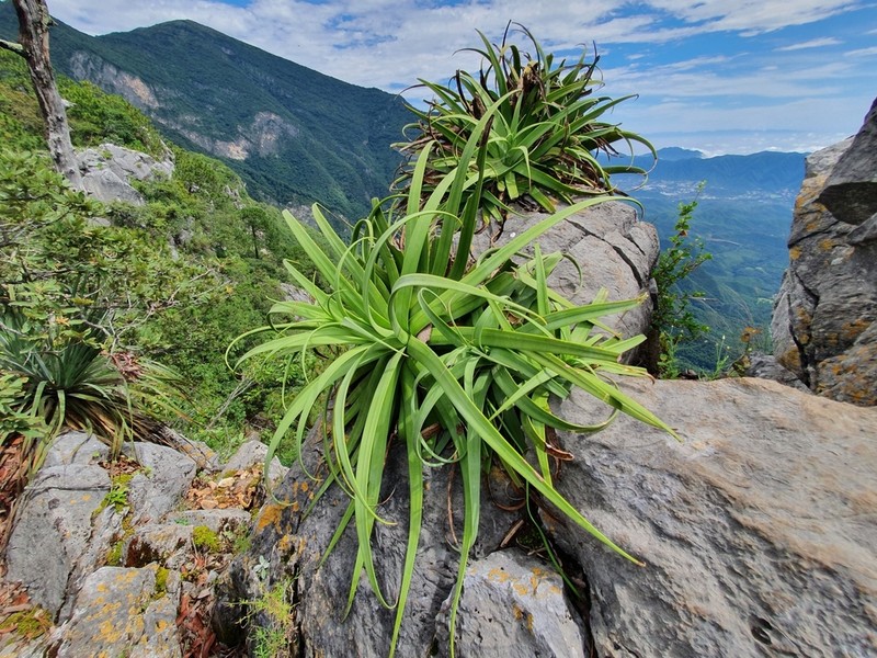 Paleoagave bracteosa photo 4