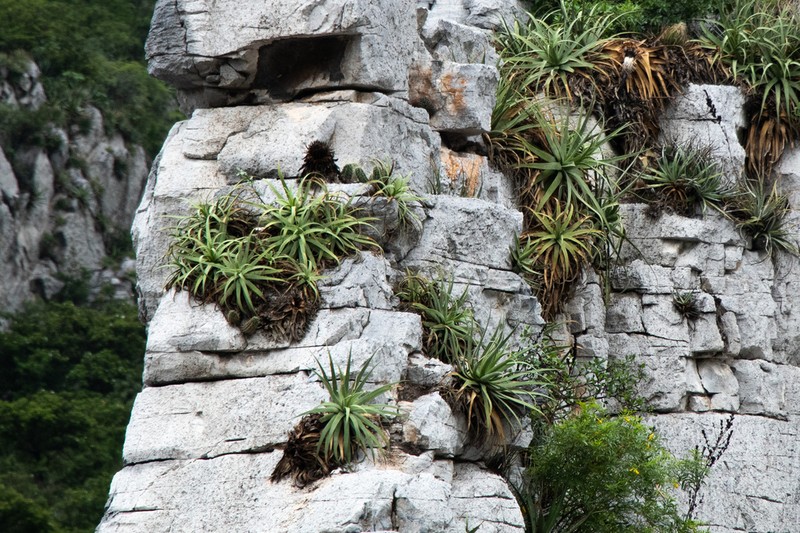 Paleoagave bracteosa photo 5